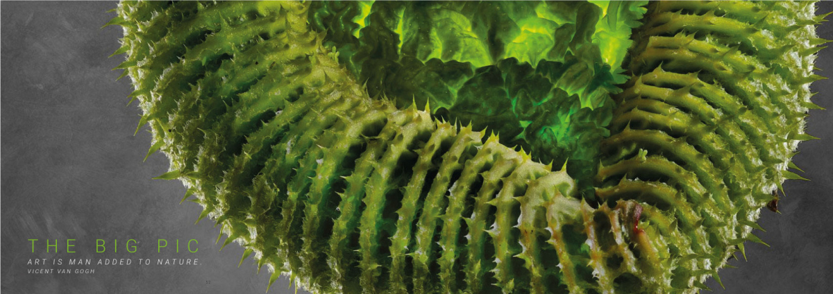 Victoria Cruziana 01B | Richard Fischer 