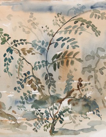 Krishnachura Flammenbaum