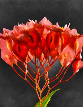 Begonia Coccinea 01 C