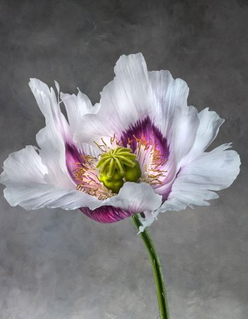 Papaver Somniferum 02B