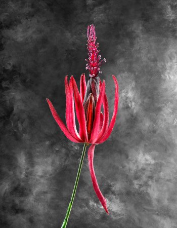 Pavonia Multiflora 02 A