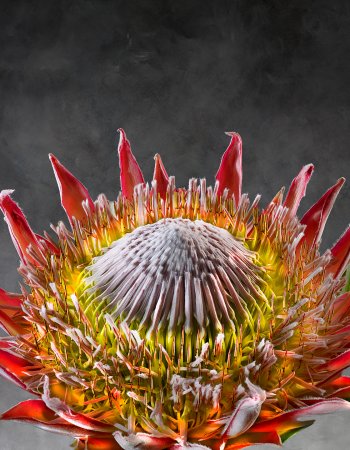Protea Cynaroides 01