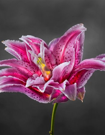 Rose Lily