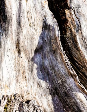 Menschensilhouette eines Baumes