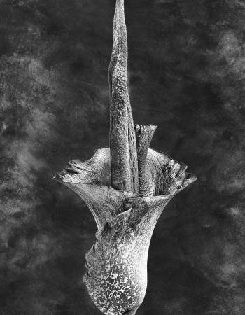 Amorphophallus riviera