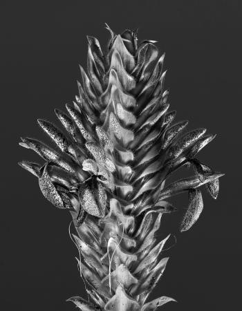 Aphelandra flava 01 D