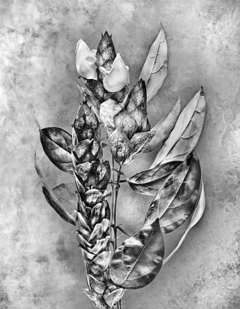 Gmelina philippensis Verbenaceae 94137245