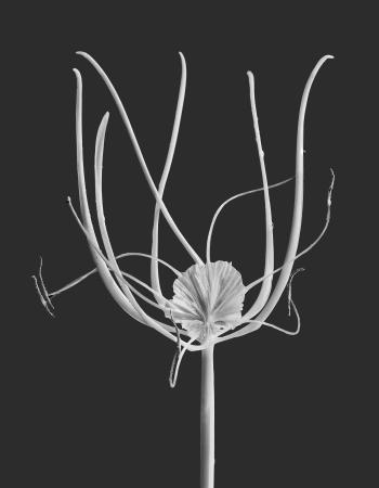 Hymenocallis littoralis 01 C