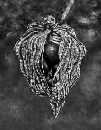 Negrepelisser Collections 06 04 B