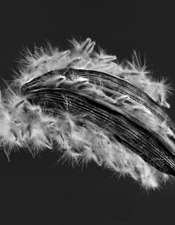 Oleander Samen 010683 SW