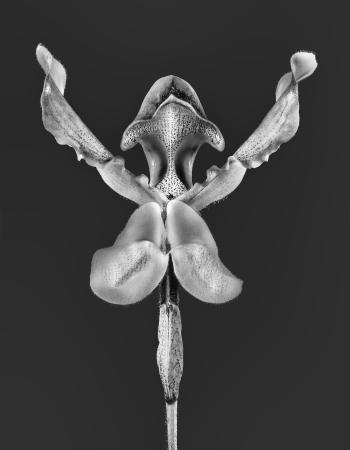 Paphiopedilum x lathamianum