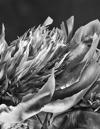 Pfingstrose japanisch