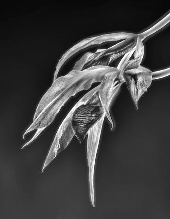 Schombolaelia marilyn