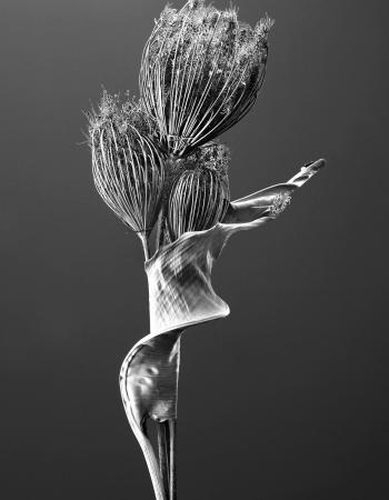 Trockenblumen01 275 F