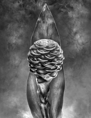 Zingiber spectabile Zingiberaceae