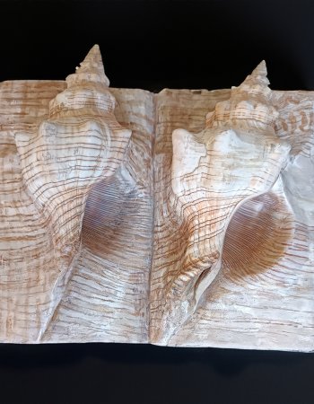 Kleines Muscheldoppelbuch