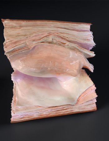 Stille einer Muschel