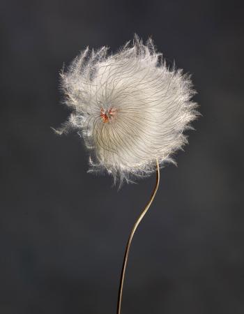 Clematis Revival 0101