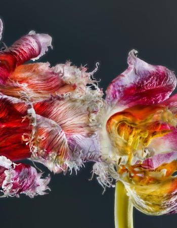 Papagaien Tulpen 01B