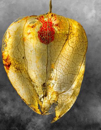 Negrepelisser Collections 0902B