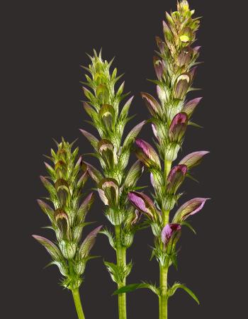 Acantus Hungaricus 02B