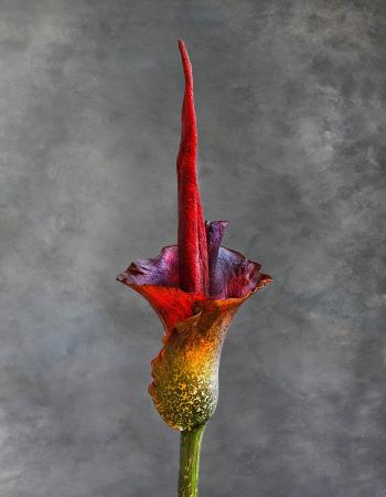 Amorphophallus Riviera