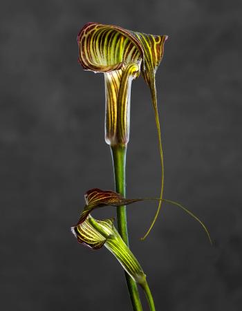 Arisaema Crubescent 01