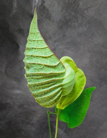 Aristolocha Grandiflora