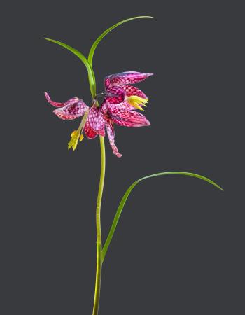 Blumen Fritillaria Meleagris