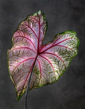 Caladium Fannie Munson 01 B