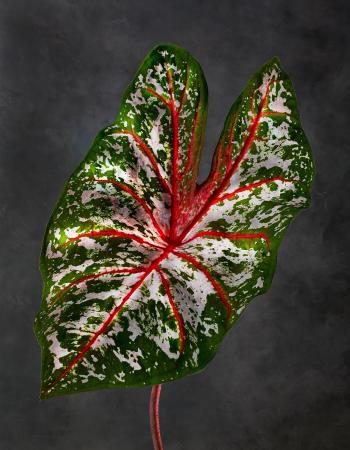 Caladium XYZ 01
