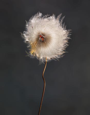 Clematis Revival 0102C