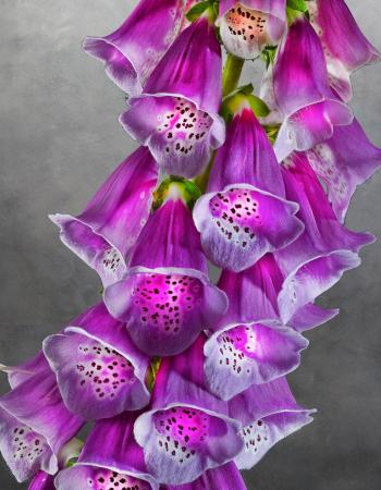 Digitalis Purpurea Fingerhut 01