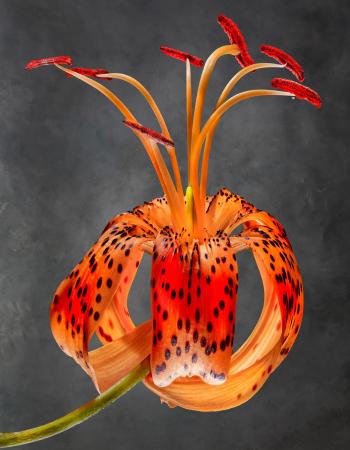 Lilium lancifolium