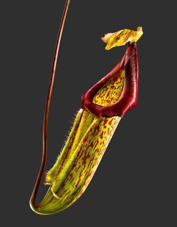 Nepenthes Mixta 01 A