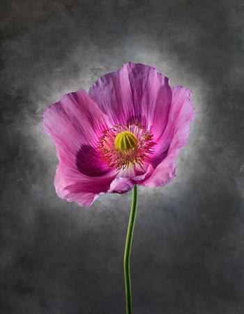 Papaver Somniferum 06B