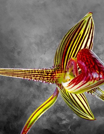 Paphiopedilum Rothschildianum