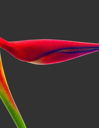 Heliconia Orthotricha