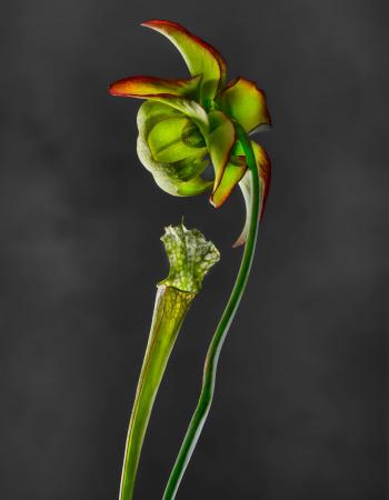 Sarracenia Leucophylla Raf. Sarraceniaceae USA 01