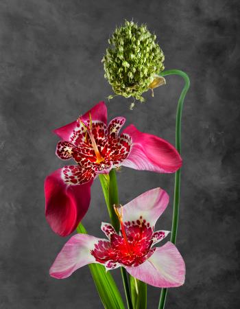 Tigridia pavonia & Allium obliquum