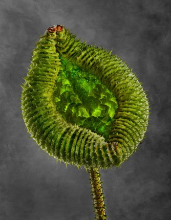 Victoria Cruziana 01B