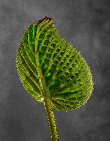 Victoria Cruziana 02B