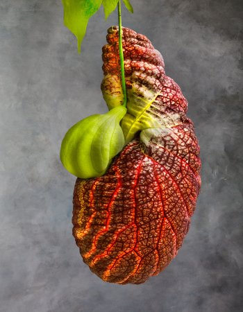Aristolochia Gigantea 01