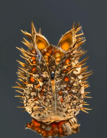 Negrepelisser Collections 0801 A