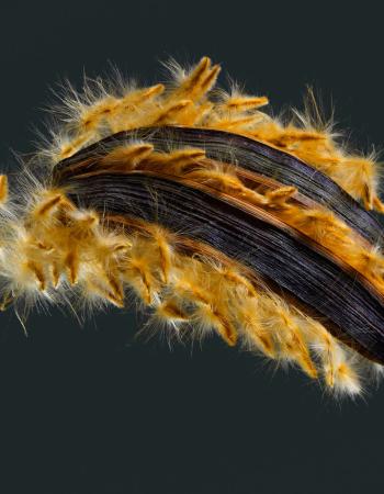 Oleander Samen 010683