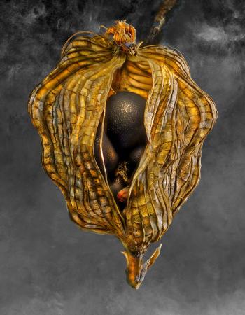 Negrepelisser Collections 06 04 B