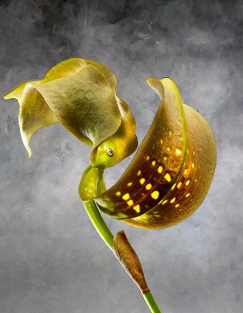 Bulbophyllum Grandiflorum Orchidaceae A