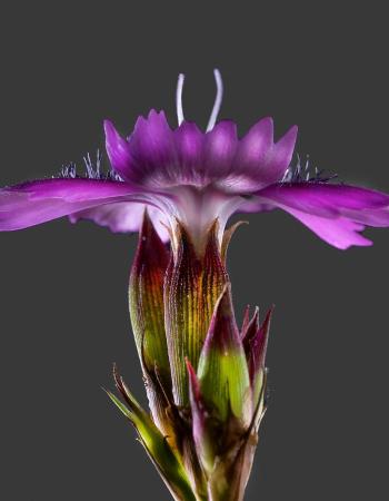 Dianthus carthusianorum