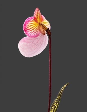 Paphiopedilum micranthum