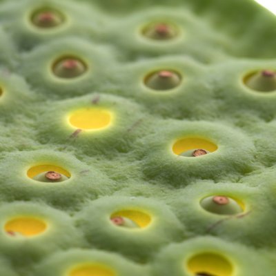 Mischa Erbens Samenbank | erotische Pflanzenskulpturen - jetzt neu bei BURN-IN